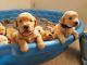 Golden Retriever Puppies for sale in 1309 Ridge Blvd, Connellsville, PA 15425, USA. price: NA