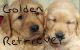 Golden Retriever Puppies for sale in Omaha, NE, USA. price: NA