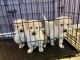 Golden Retriever Puppies for sale in Lake Worth, TX, USA. price: NA