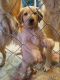Golden Retriever Puppies for sale in West Covina, CA, USA. price: NA