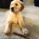 Golden Retriever Puppies for sale in Graham, WA 98338, USA. price: NA