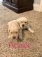 Golden Retriever Puppies for sale in 300 Deer Creek Rd, Grenada, MS 38901, USA. price: NA