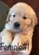Golden Retriever Puppies for sale in Columbus, MI 48063, USA. price: NA