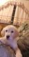 Golden Retriever Puppies for sale in Frankfort, KY 40601, USA. price: NA