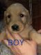 Golden Retriever Puppies for sale in Greencastle, IN 46135, USA. price: NA