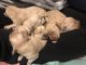 Golden Retriever Puppies for sale in St Clair Shores, MI, USA. price: $750