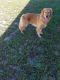 Golden Retriever Puppies for sale in Kissimmee, FL, USA. price: $1,000