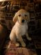 Golden Retriever Puppies for sale in Grand Rapids, MI 49504, USA. price: NA