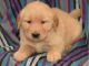 Golden Retriever Puppies for sale in Utah State Capitol, Salt Lake City, UT 84103, USA. price: NA
