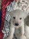 Golden Retriever Puppies for sale in Ravenna, MI 49451, USA. price: $850