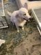 Golden Retriever Puppies for sale in Northport, NY 11768, USA. price: $1,000