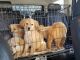 Golden Retriever Puppies for sale in Lakewood, CA, USA. price: NA