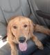 Golden Retriever Puppies for sale in Kyle, TX, USA. price: NA
