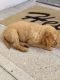 Golden Retriever Puppies for sale in El Paso, TX 79912, USA. price: NA
