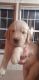 Golden Retriever Puppies for sale in Punxsutawney, PA 15767, USA. price: NA