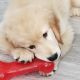 Golden Retriever Puppies for sale in Levittown, NY, USA. price: $2,000