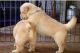 Golden Retriever Puppies for sale in Helena, MT, USA. price: $600