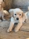 Golden Retriever Puppies for sale in Hartwell, GA 30643, USA. price: NA