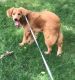 Golden Retriever Puppies for sale in Marlton, Evesham Township, NJ, USA. price: NA