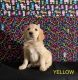 Golden Retriever Puppies for sale in Corona, CA, USA. price: $1,000
