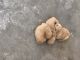 Golden Retriever Puppies for sale in Visalia, CA, USA. price: $700