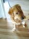 Golden Retriever Puppies for sale in Mission Viejo, CA, USA. price: NA