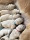 Golden Retriever Puppies for sale in Ferryville, WI 54628, USA. price: NA