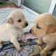 Golden Retriever Puppies for sale in Anaheim, CA, USA. price: NA
