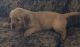 Golden Retriever Puppies for sale in Mountain City, TN 37683, USA. price: $800