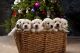 Golden Retriever Puppies for sale in Alto, MI 49302, USA. price: NA