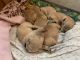 Golden Retriever Puppies for sale in Sedro-Woolley, WA 98284, USA. price: $1,500