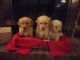 Golden Retriever Puppies for sale in Granite Quarry, NC, USA. price: $800