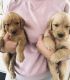 Golden Retriever Puppies for sale in Apple Valley, CA 92308, USA. price: $800