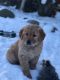 Golden Retriever Puppies for sale in Hudson, WI 54016, USA. price: NA