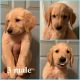 Golden Retriever Puppies for sale in Cleveland, TN 37312, USA. price: NA