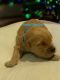 Golden Retriever Puppies for sale in Burneyville, OK 73430, USA. price: $850