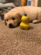 Golden Retriever Puppies for sale in 15406 Jefferson Creek Dr, Alpharetta, GA 30005, USA. price: $900