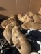 Golden Retriever Puppies for sale in Queensbury, NY, USA. price: $1,750