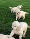 Golden Retriever Puppies for sale in Minneapolis, MN, USA. price: NA