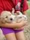 Golden Retriever Puppies for sale in Ozark, AL 36360, USA. price: $650