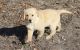 Golden Retriever Puppies for sale in Lawrenceville, GA, USA. price: $400