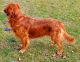 Golden Retriever Puppies for sale in St Charles, MO, USA. price: NA
