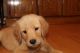 Golden Retriever Puppies for sale in Sparta, TN 38583, USA. price: NA
