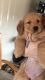 Golden Retriever Puppies for sale in Portage, PA, USA. price: NA