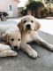 Golden Retriever Puppies for sale in Fallbrook, CA 92028, USA. price: $1,750