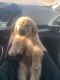 Golden Retriever Puppies for sale in Peyton, CO 80831, USA. price: $600