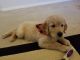 Golden Retriever Puppies for sale in Richmond, TX, USA. price: NA