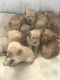 Golden Retriever Puppies for sale in Audubon, MN 56511, USA. price: $600