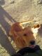 Golden Retriever Puppies for sale in Elizabeth, CO 80107, USA. price: NA