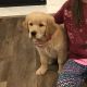 Golden Retriever Puppies for sale in St John, IN, USA. price: $500